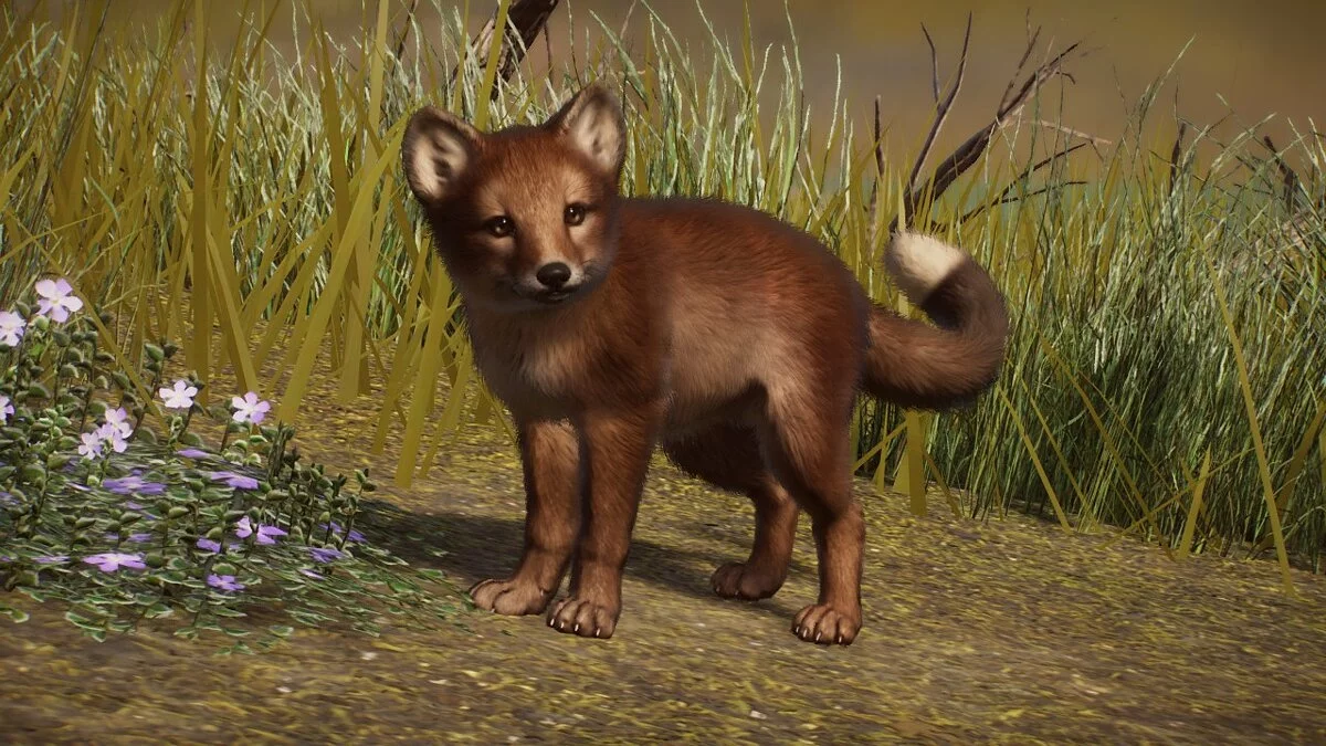 Planet Zoo — Варра или Фолклендский волк - новые виды