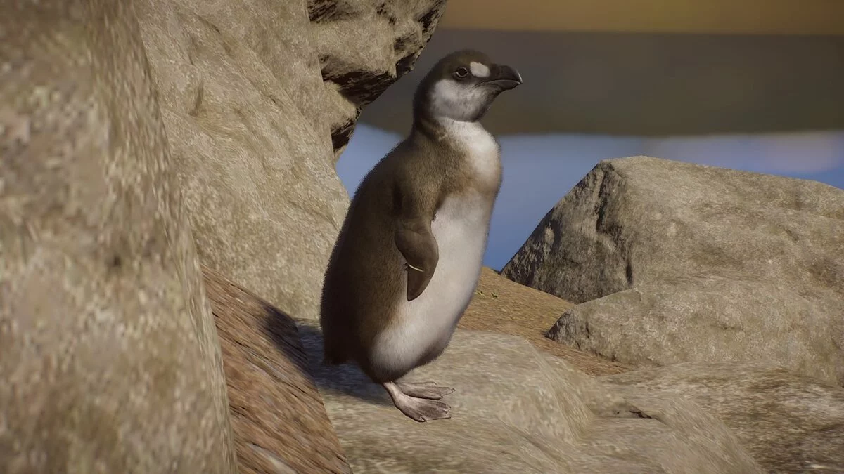 Planet Zoo — Большая гагарка — новый вид