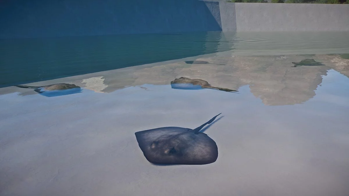 Planet Zoo — Новые виды — южный скат