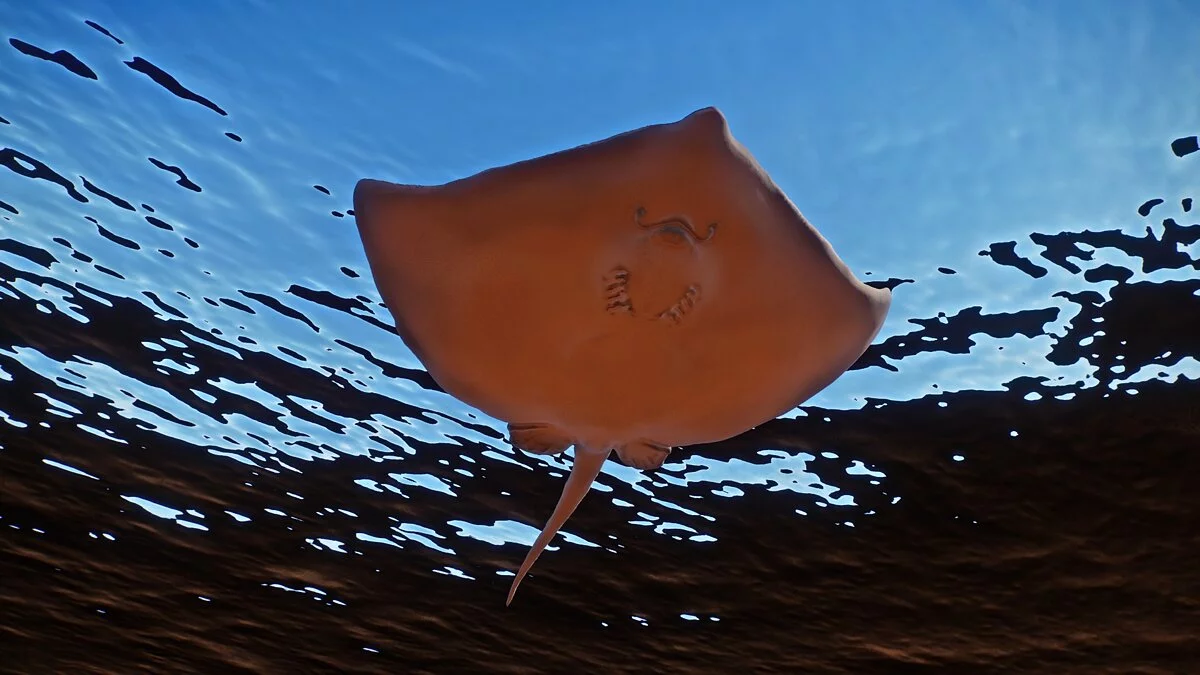 Planet Zoo — Новые виды – обыкновенный скат