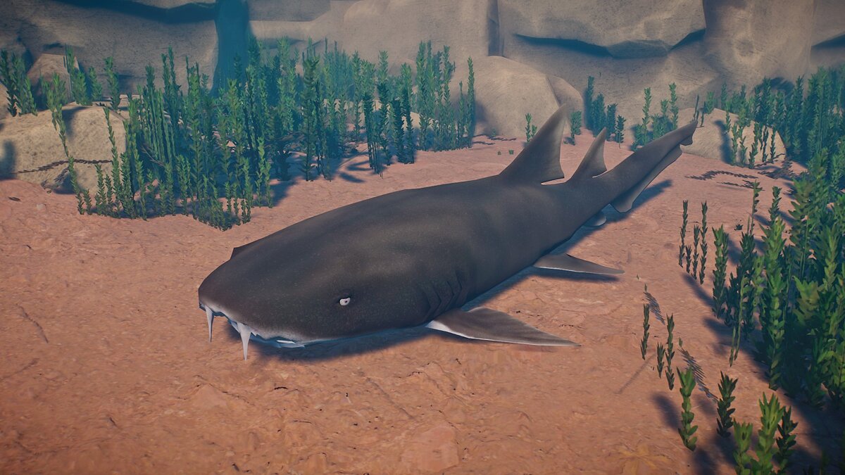 Planet Zoo — Новые виды - акула-нянька