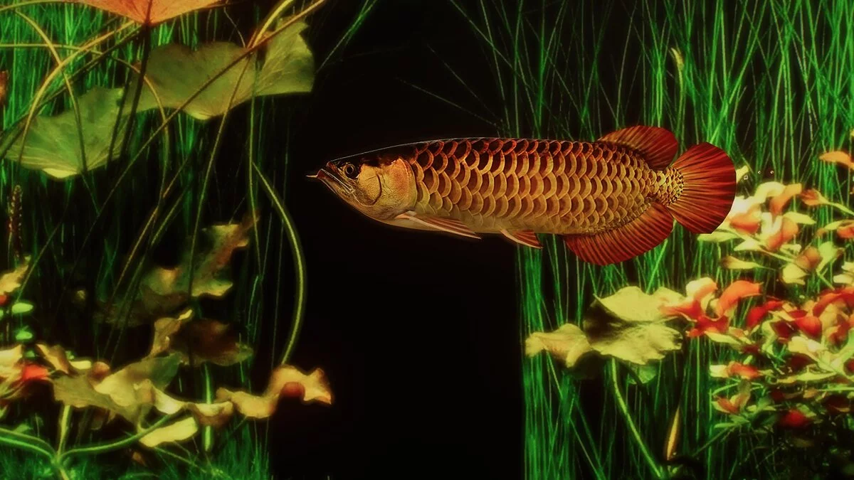 Planet Zoo — Краснохвостая золотая арована — новые виды