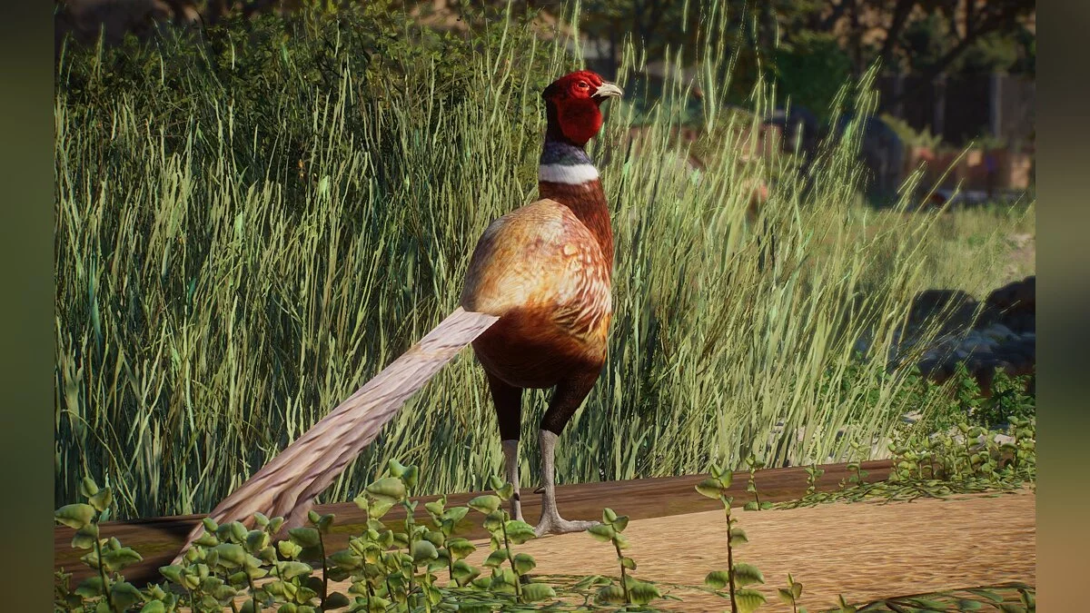 Planet Zoo — Новые виды - обыкновенный фазан