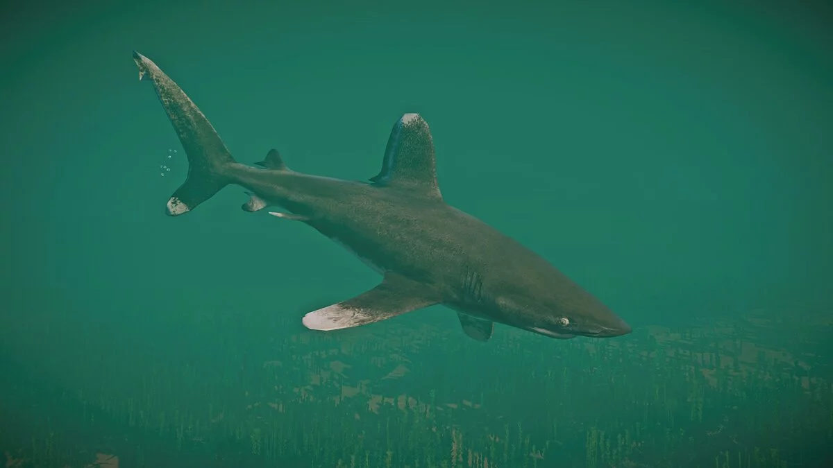 Planet Zoo — Океаническая белоперая акула — новые виды