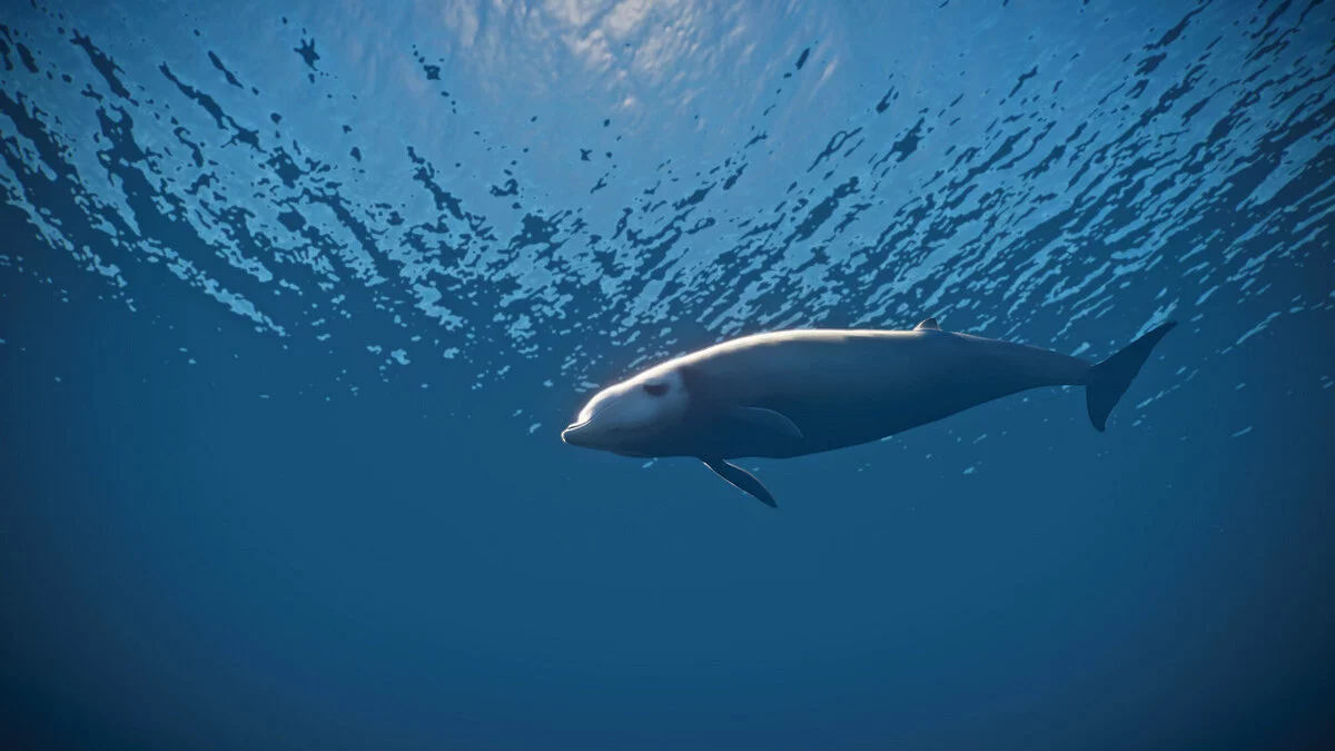 Planet Zoo — овые виды - клювый кит Кювье