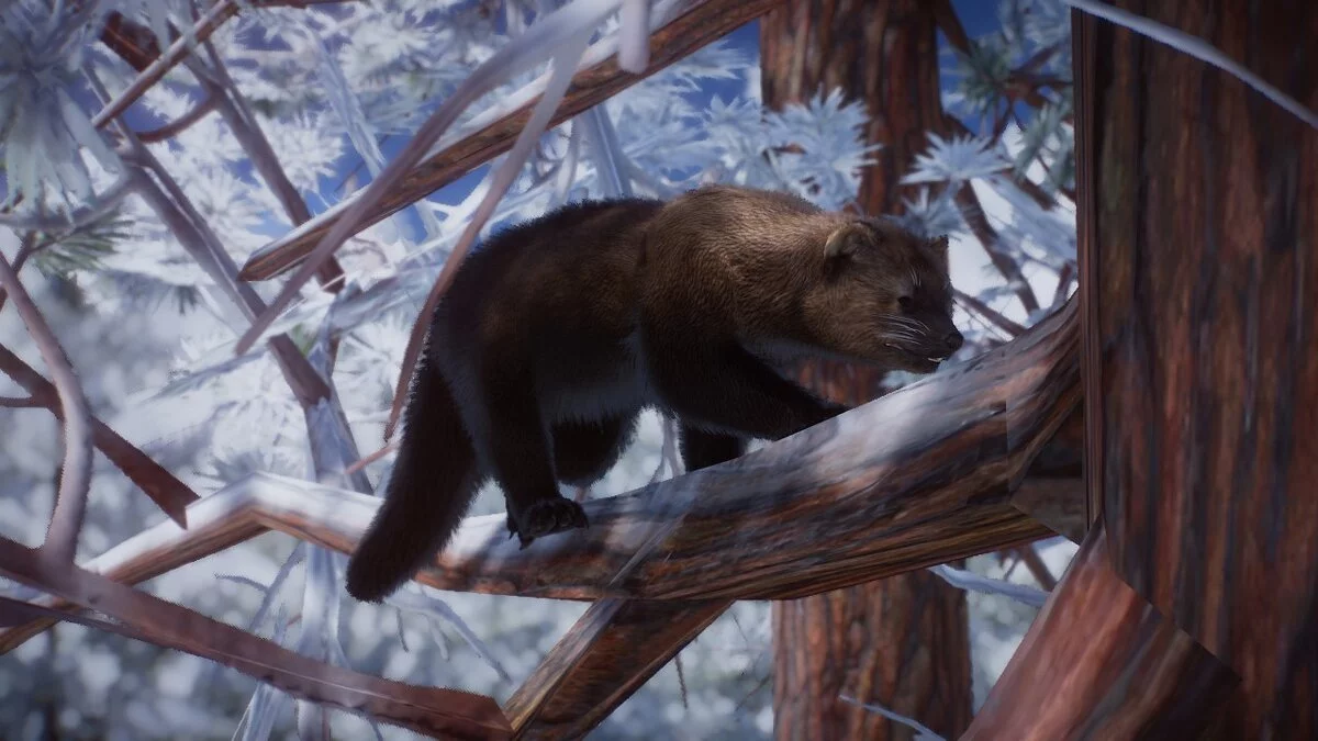 Planet Zoo — Фишер - новые виды