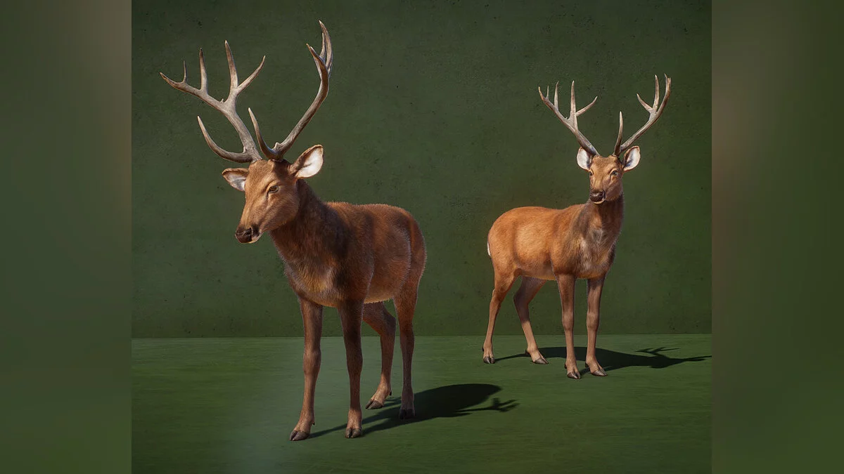 Planet Zoo — Новые виды - барасинга