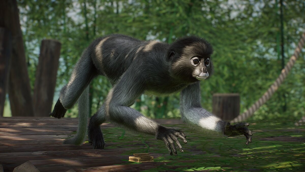 Planet Zoo — Новые виды — темнолистная обезьяна