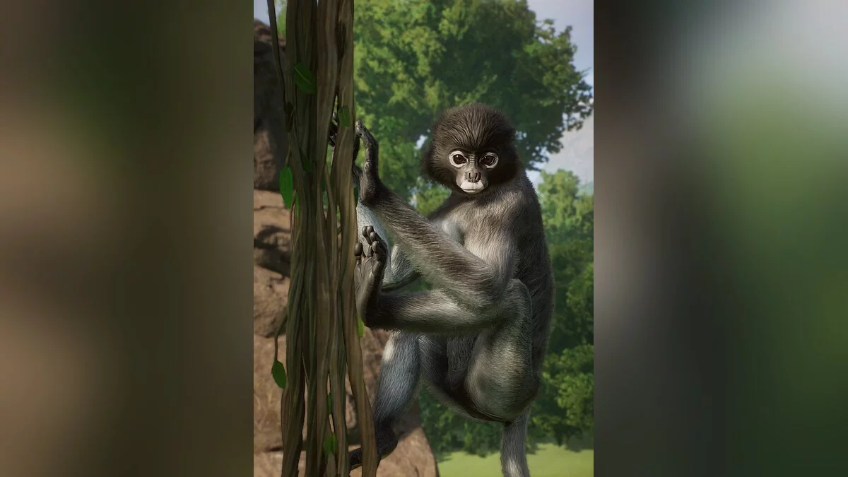 Planet Zoo — Новые виды — темнолистная обезьяна
