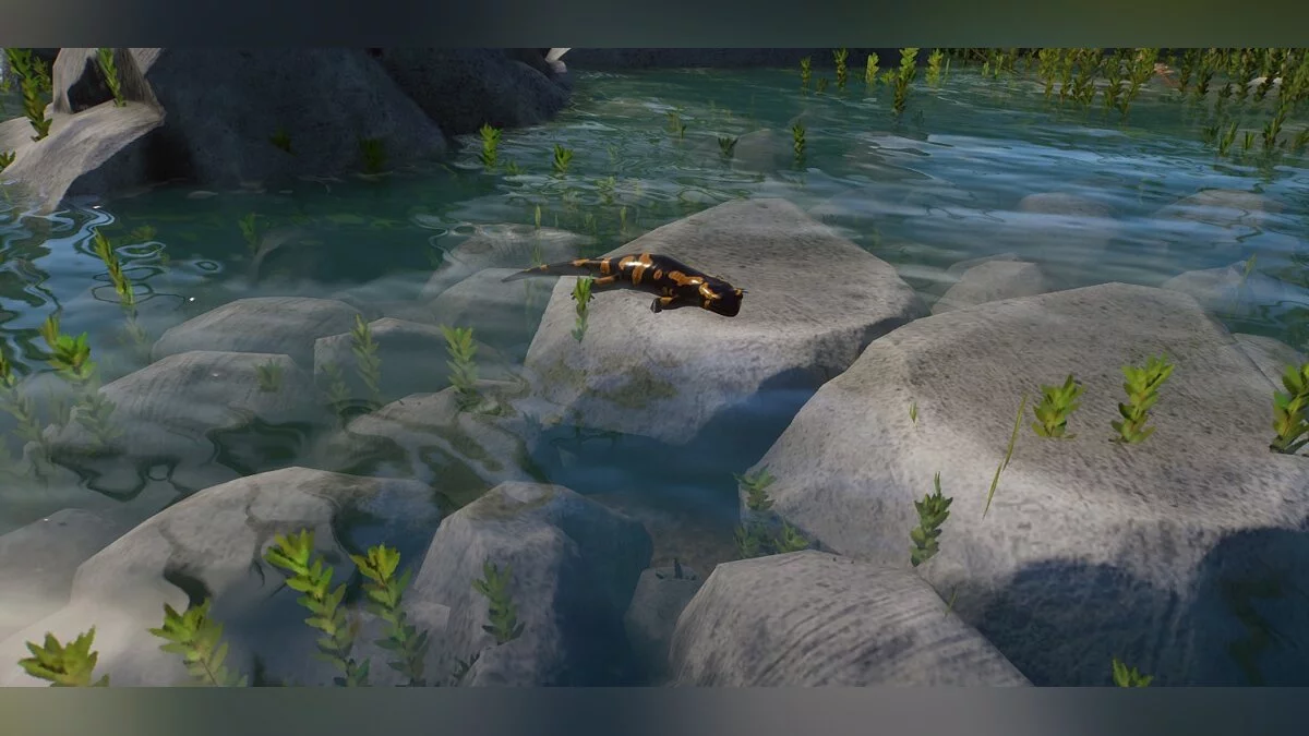 Planet Zoo — Новые виды — огненная саламандра