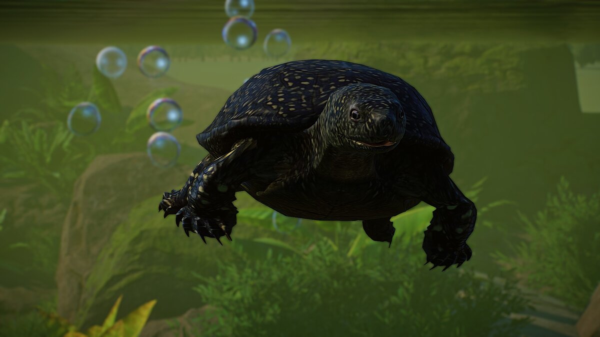 Planet Zoo — Новые виды - европейская прудовая черепаха