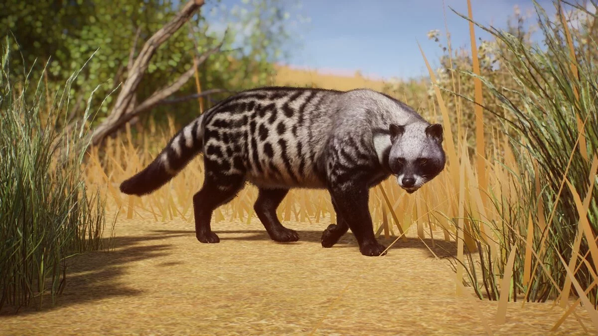 Planet Zoo — Африканская циветта — новый вид