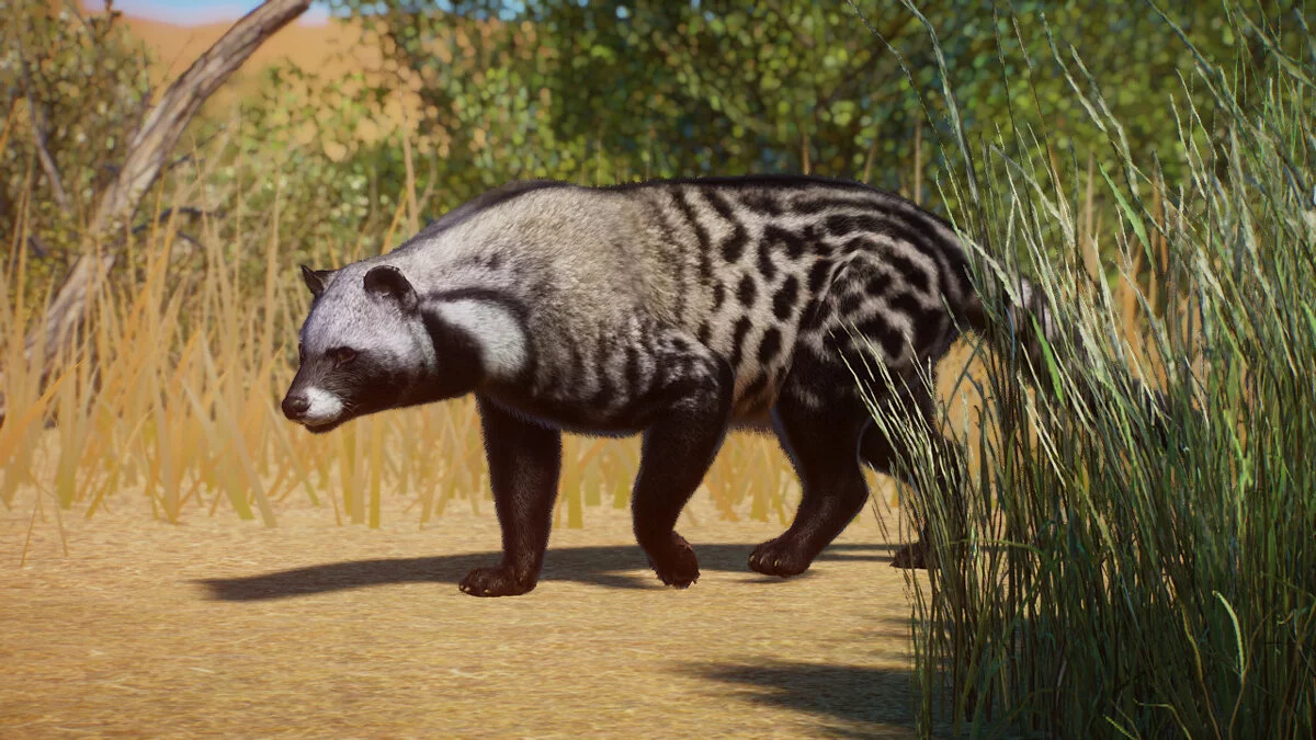 Planet Zoo — Африканская циветта — новый вид