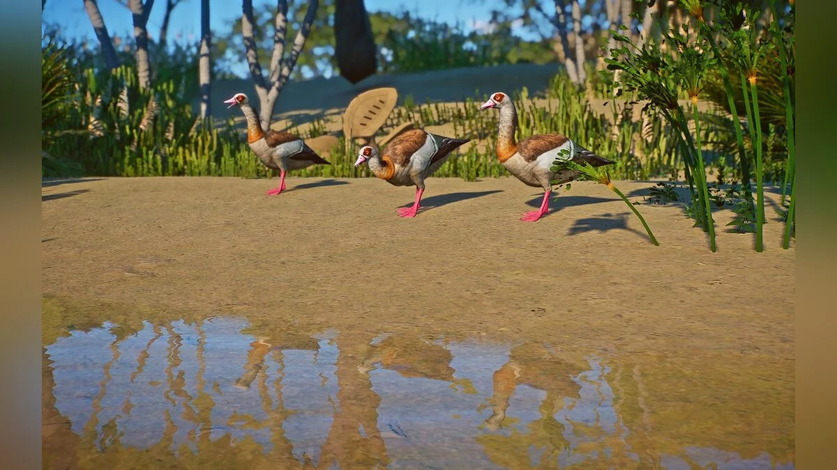 Planet Zoo — Египетский гусь - новый вид