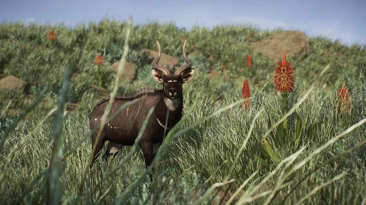 Planet Zoo — Новые виды - гедемса