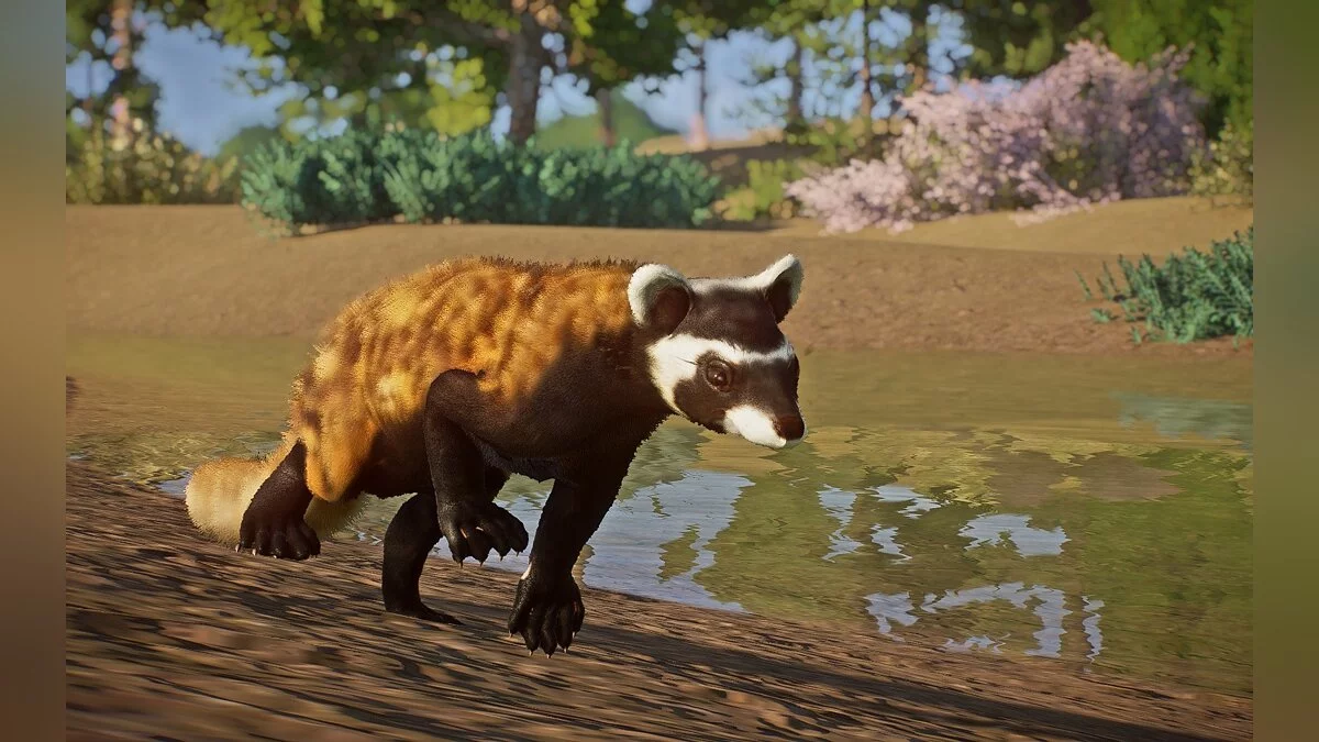 Planet Zoo — Новый вид — мраморный хорек