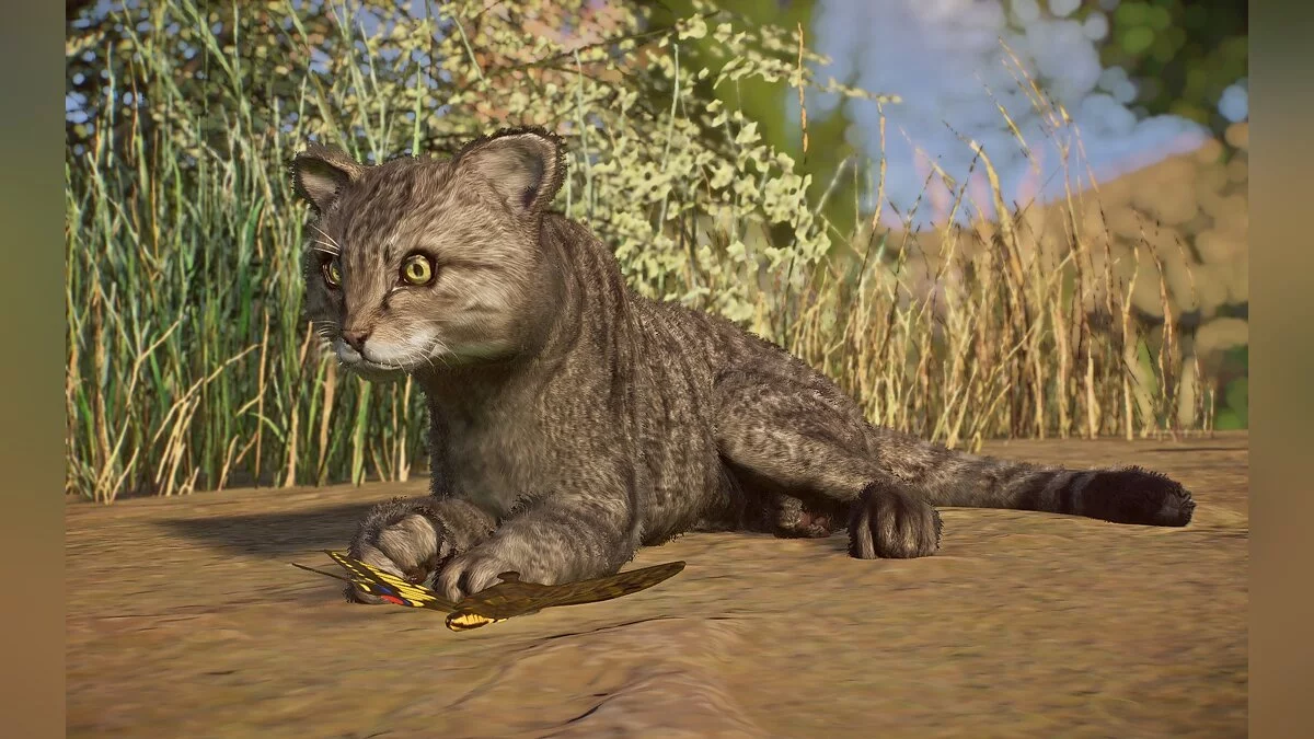 Planet Zoo — Новые виды - европейская дикая кошка