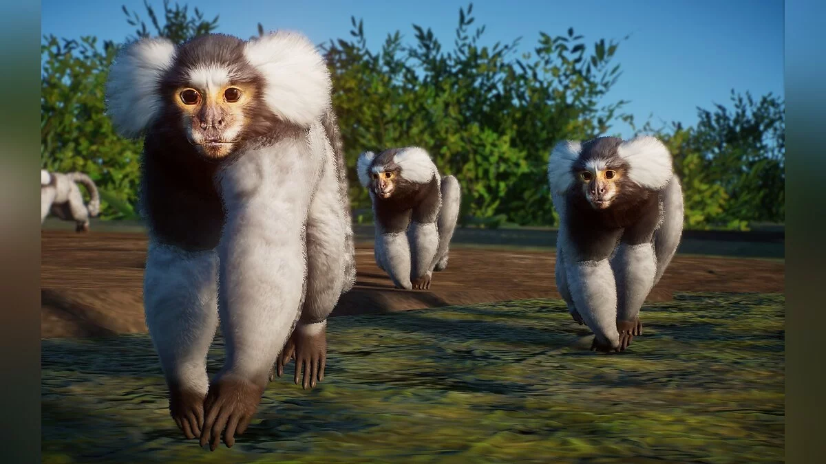 Planet Zoo — Обыкновенная мартышка - новые виды