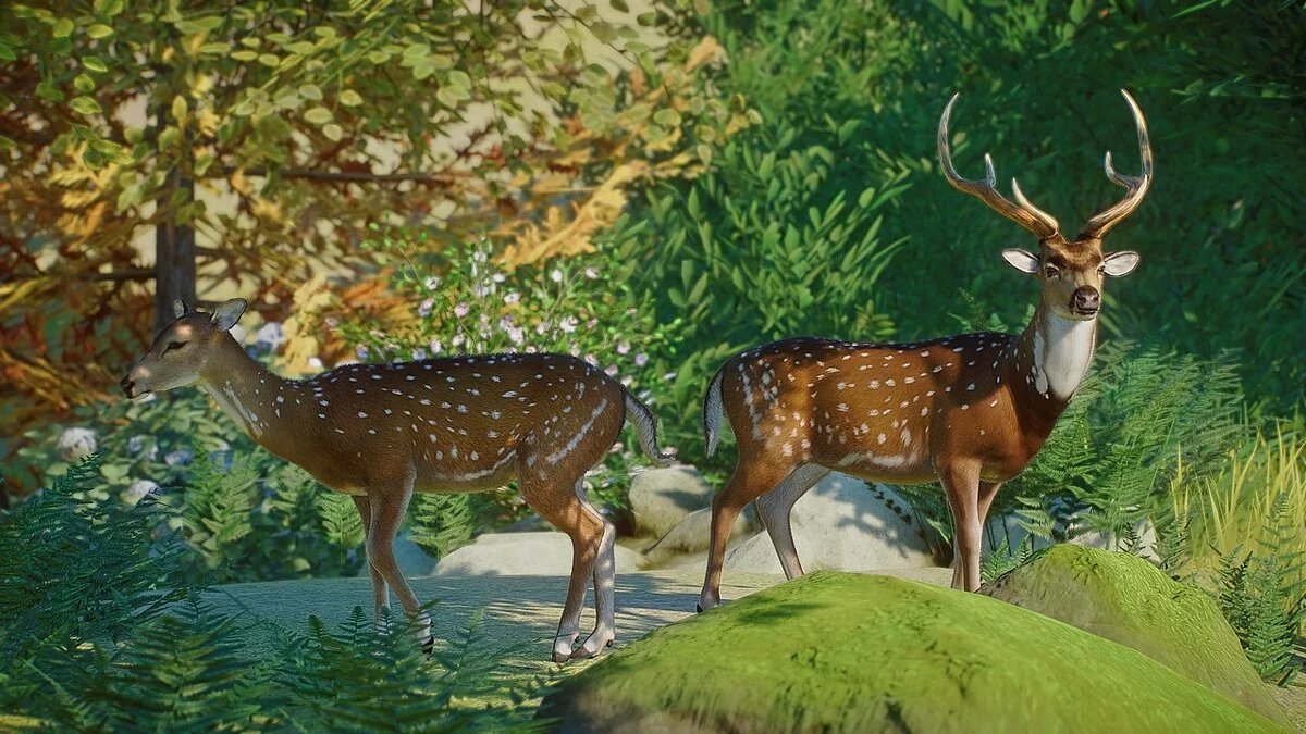 Planet Zoo — Новый вид - читал (осевой олень)