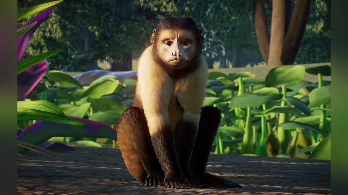 Planet Zoo — Золотобрюхая обезьяна-капуцин - новый вид