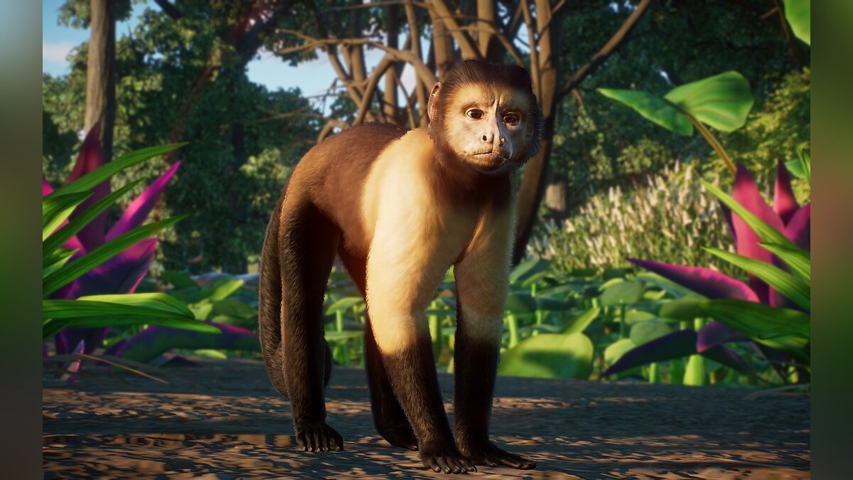 Planet Zoo — Золотобрюхая обезьяна-капуцин - новый вид