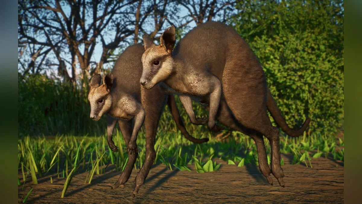 Planet Zoo — Болотный валлаби — новые виды