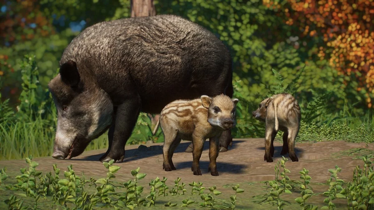 Planet Zoo — Дикий кабан - новые виды