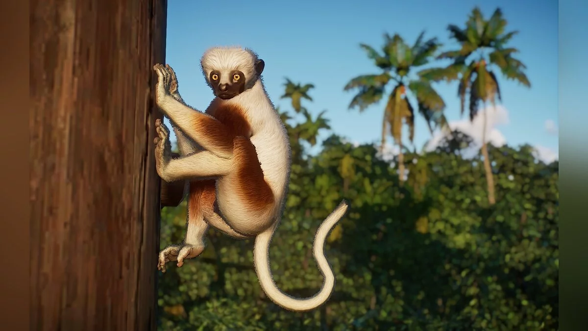 Planet Zoo — Сифака кокереля — новые виды