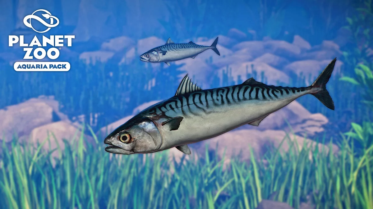 Planet Zoo — Атлантическая скумбрия - новые виды