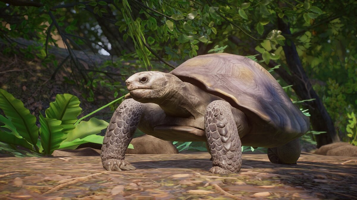 Planet Zoo — Бирманская горная черепаха (или азиатская лесная черепаха) — новый вид