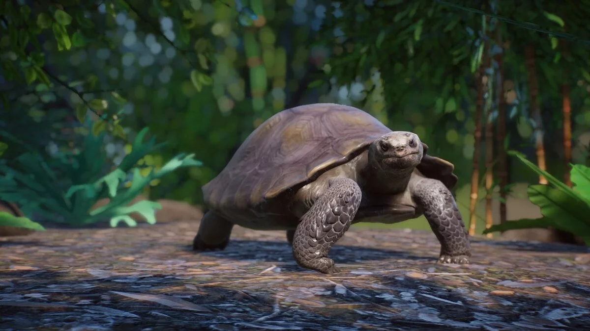 Planet Zoo — Бирманская горная черепаха (или азиатская лесная черепаха) — новый вид