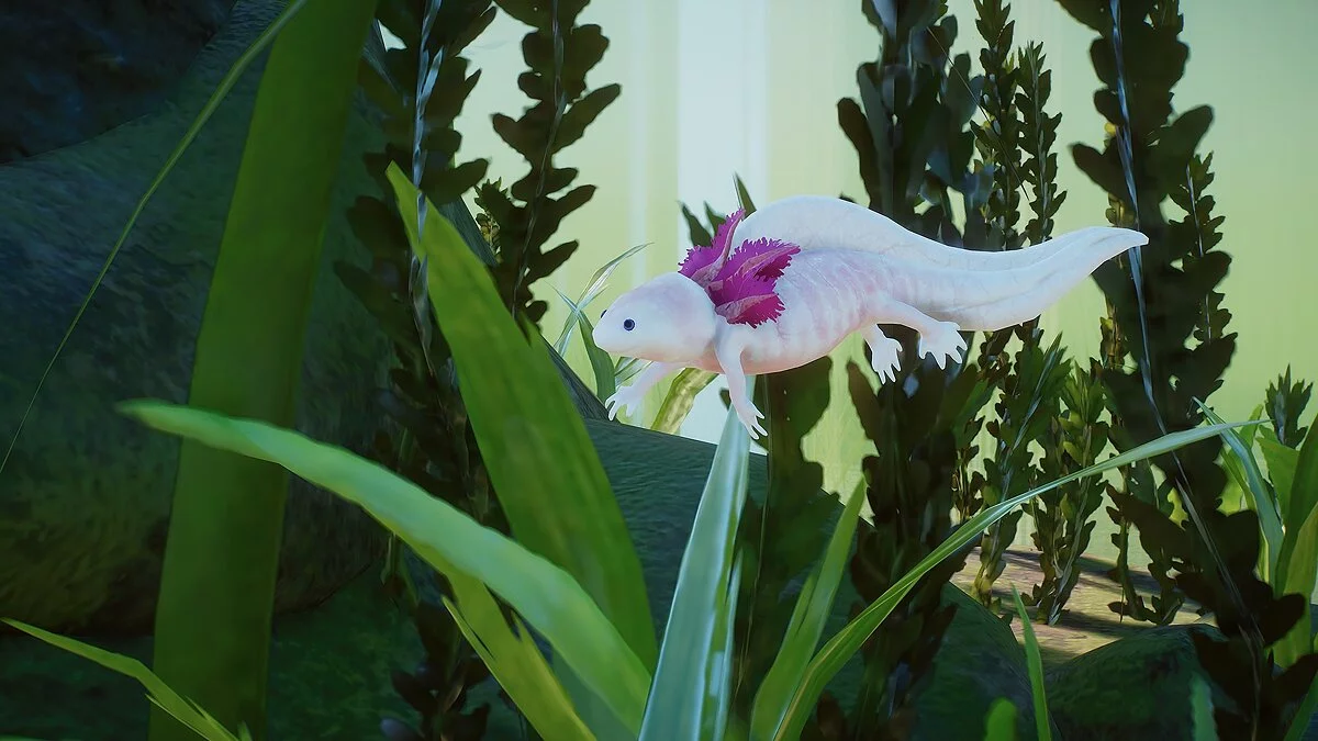 Planet Zoo — Аксолотль — новые экспонаты