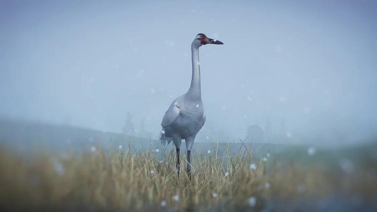 Planet Zoo — Американский журавль — новые виды