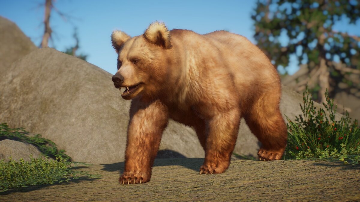 Planet Zoo — Ремастер гималайского бурого медведя