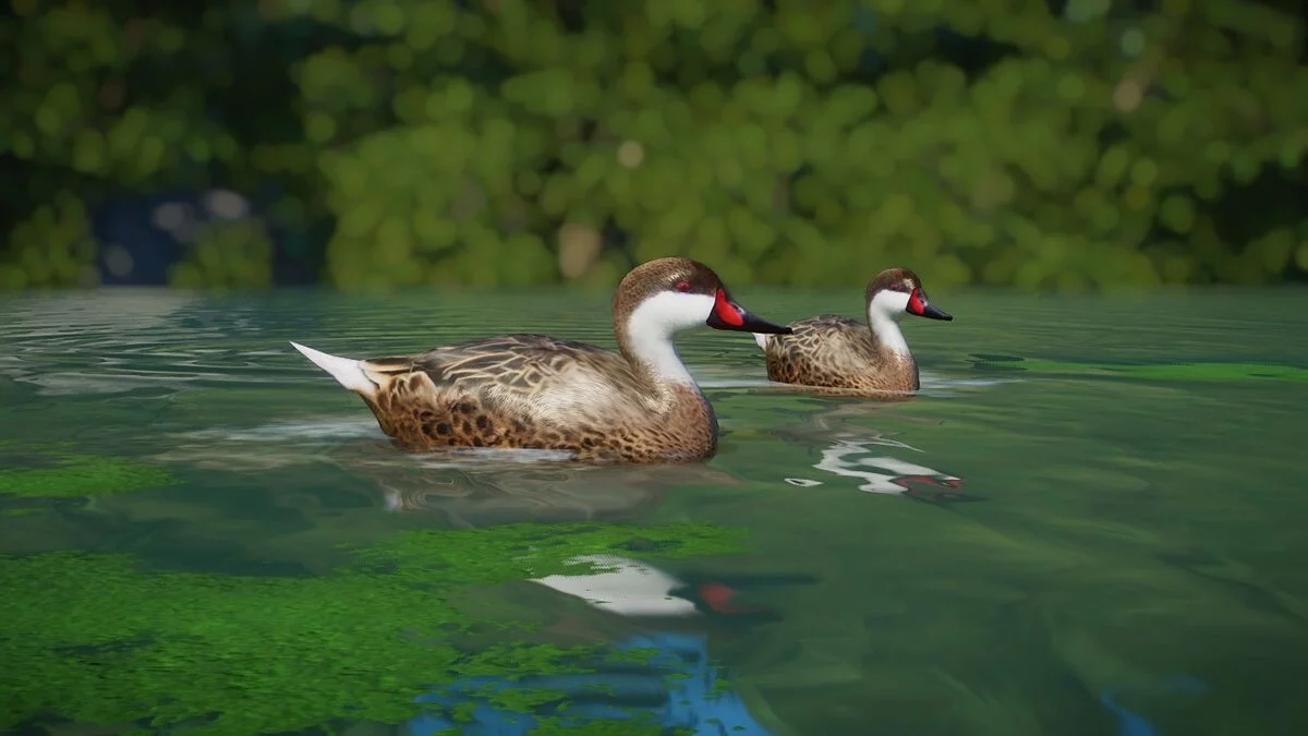 Planet Zoo — Белощёкая шилохвость - новый вид