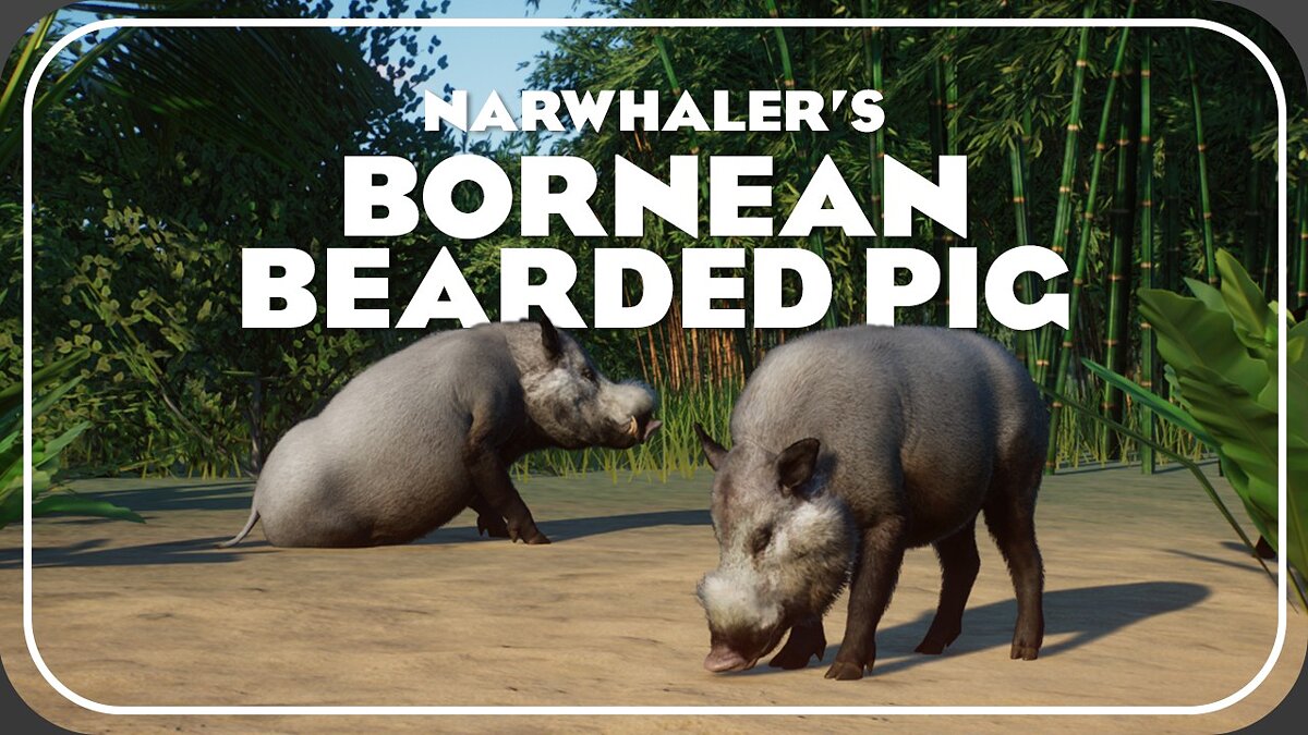 Planet Zoo — Борнейская бородатая свинья - новый вид