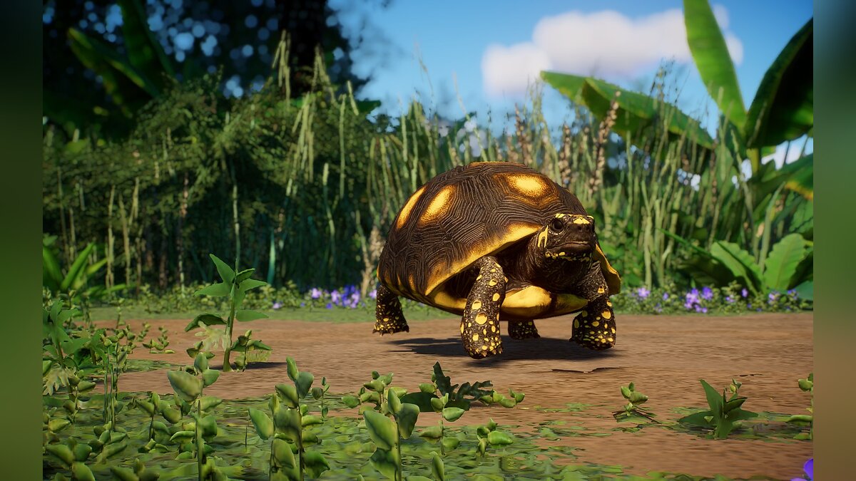 Planet Zoo — Желтоногие черепахи — новый вид