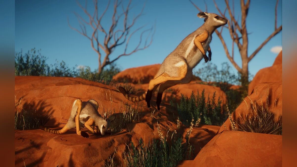 Planet Zoo — Желтоногий скальный валлаби — новый вид