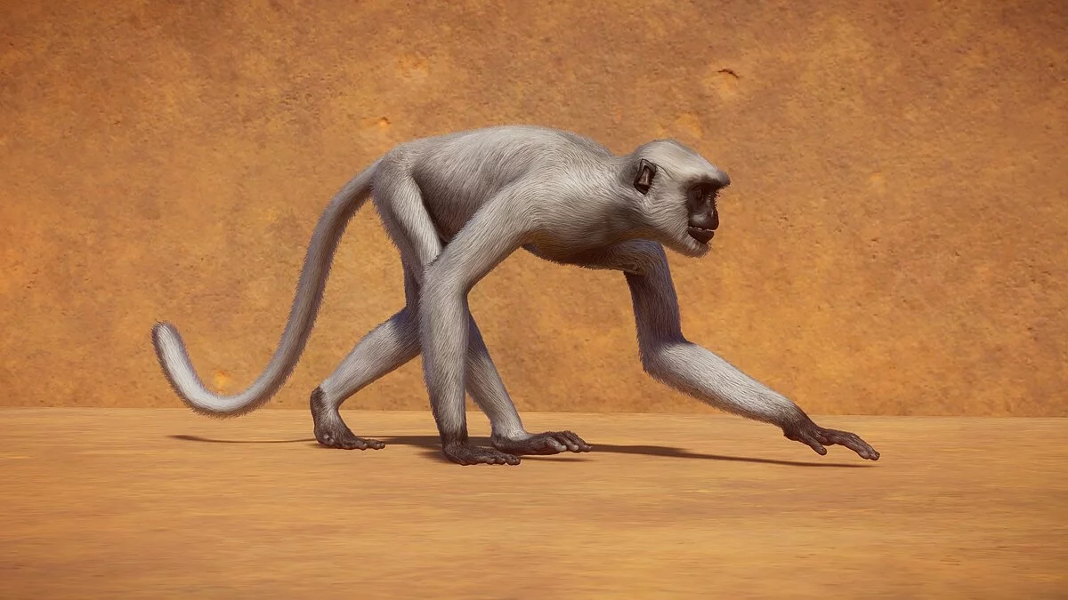 Planet Zoo — Новые виды - хануман лангур