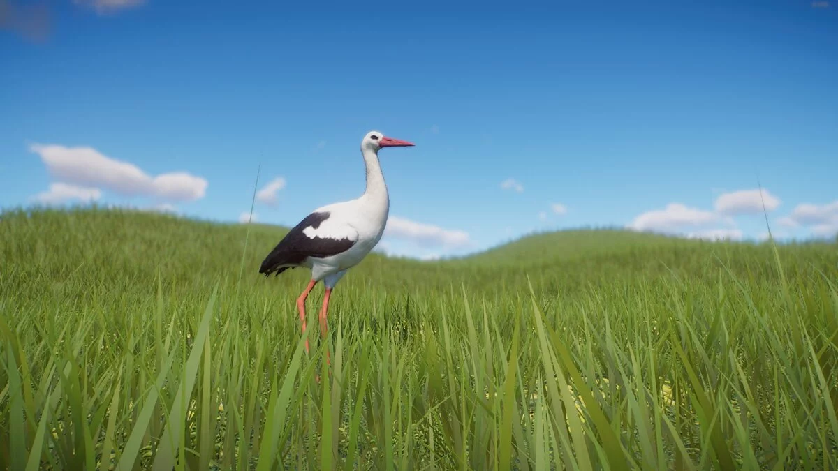 Planet Zoo — Новый вид - белый аист