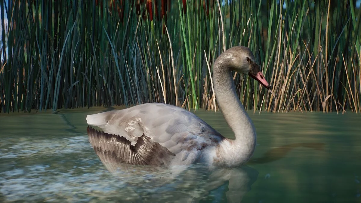 Planet Zoo — Лебедь-трубач - новый вид