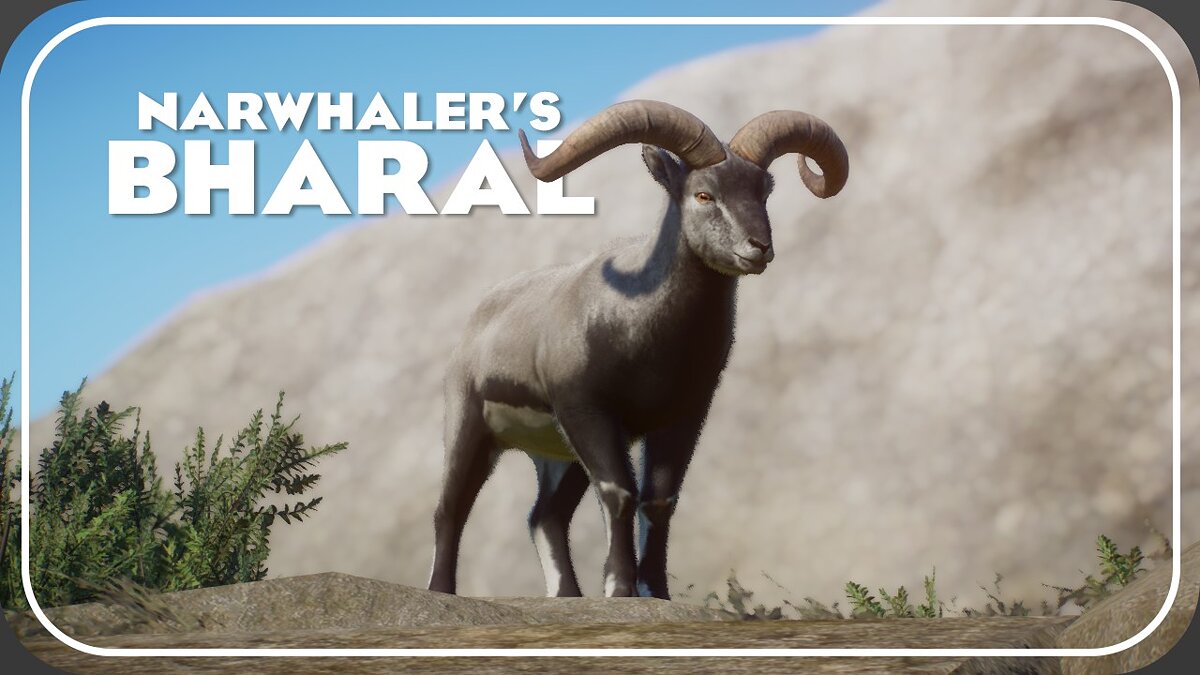 Planet Zoo — Бхарал (или голубая овца) — новый вид