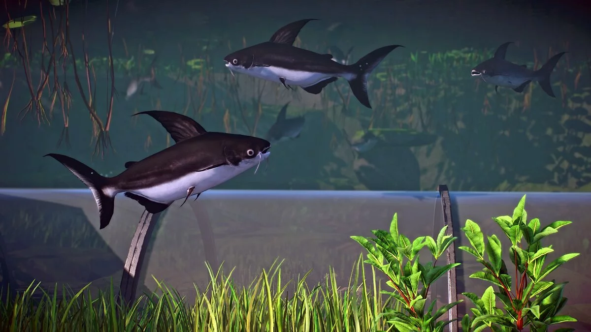 Planet Zoo — Акула-парун - новый вид