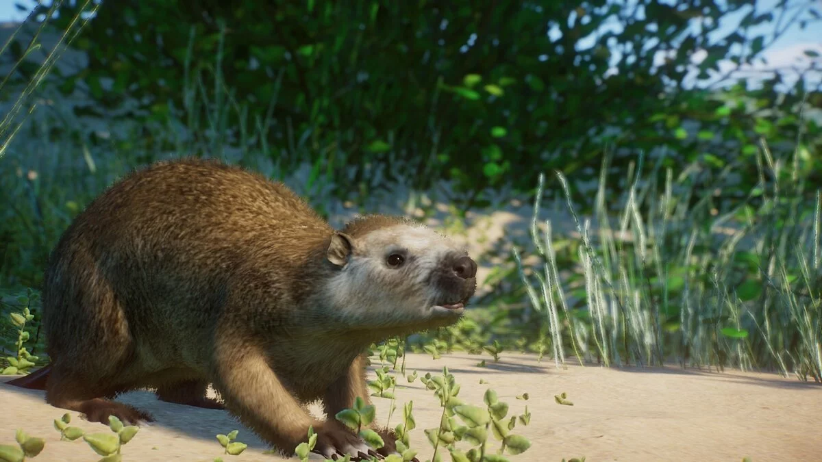 Planet Zoo — Новые виды - хутия Десмартеста