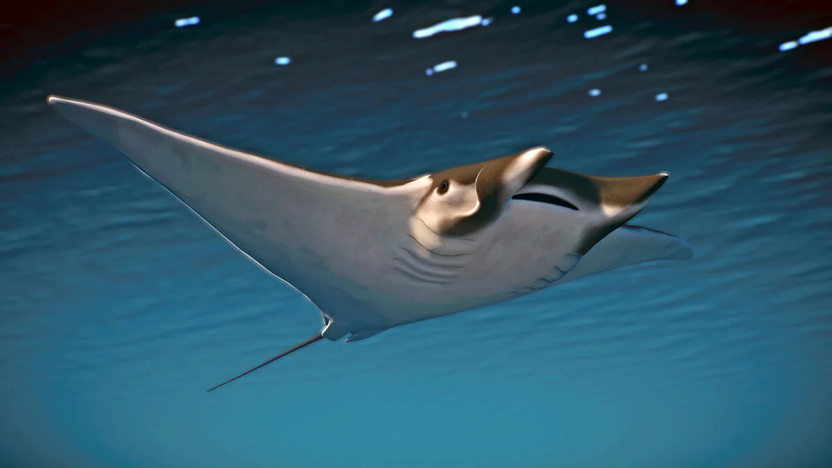 Planet Zoo — Чилийский дьявольский скат - новые виды