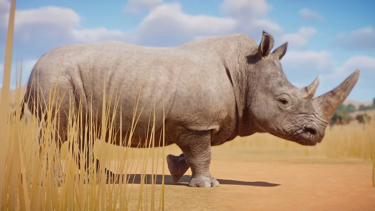 Planet Zoo — Ремастер южного белого носорога