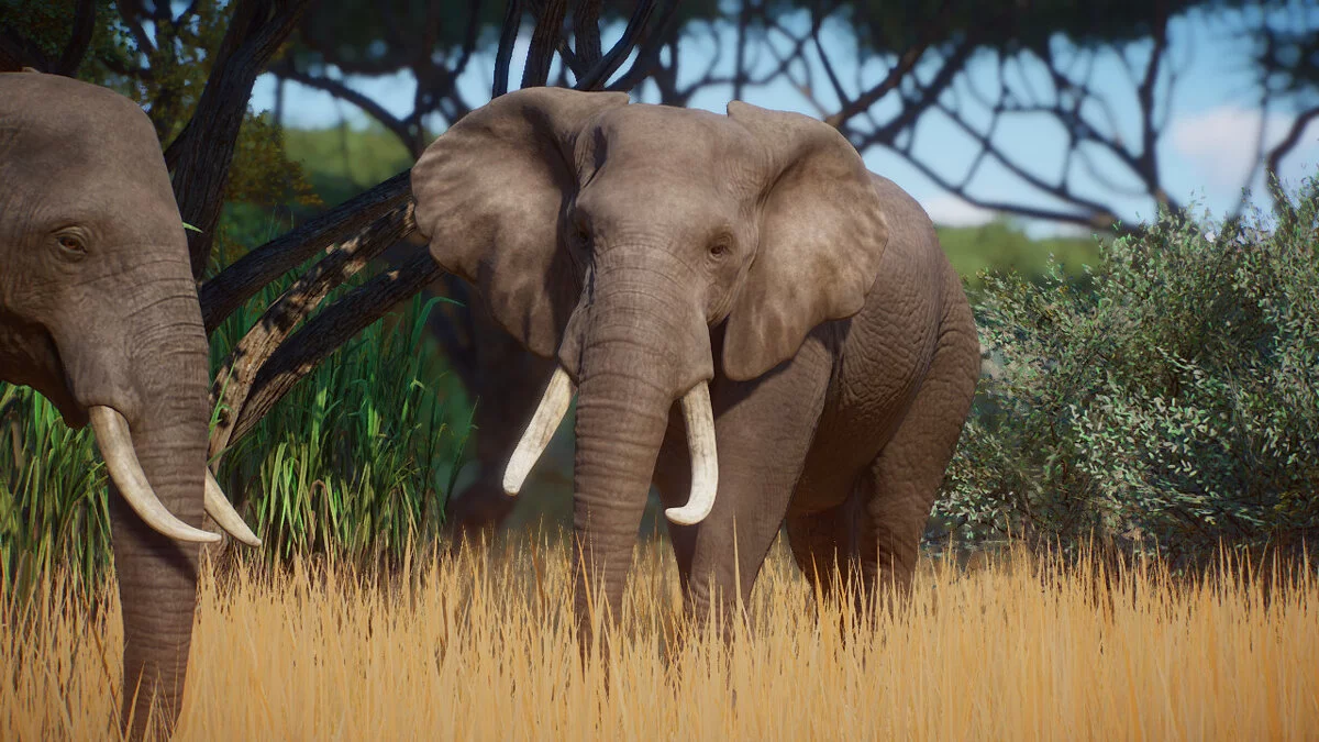 Planet Zoo — Ремастер африканских слонов