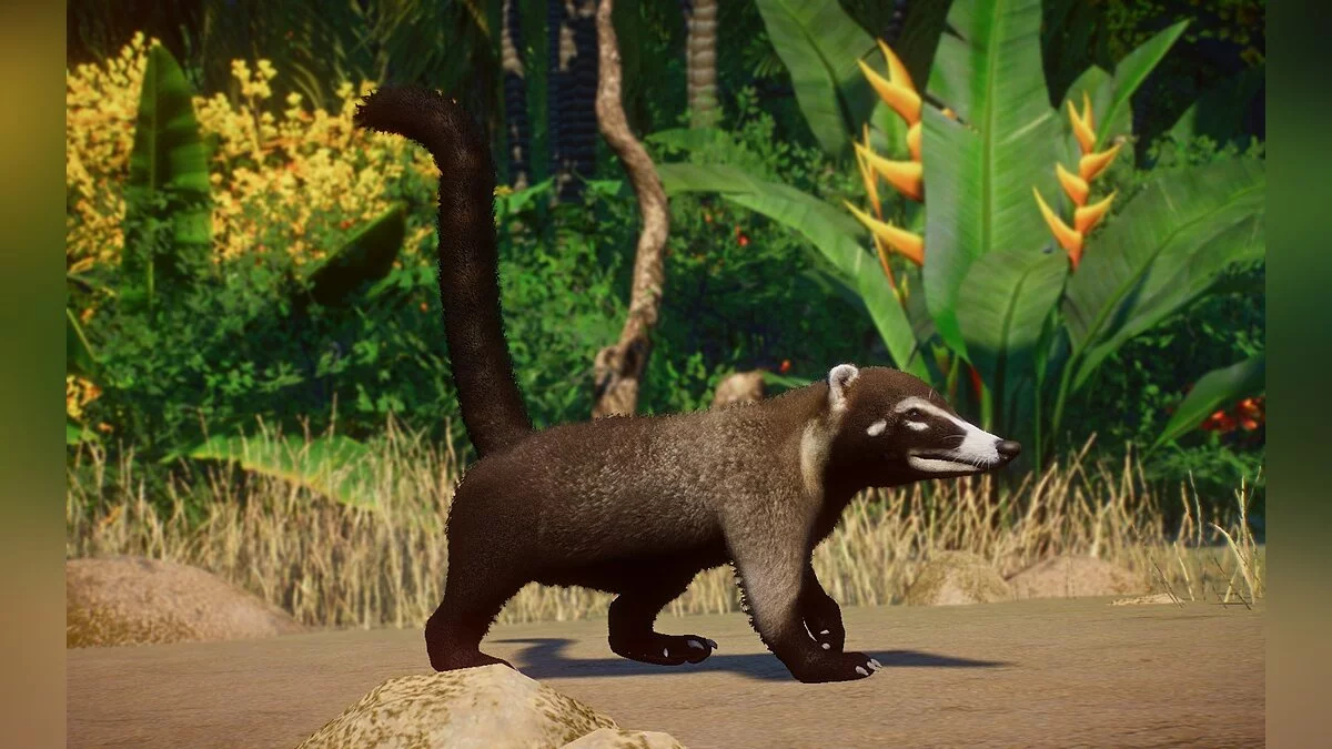 Planet Zoo — Белоносый коати - новые виды