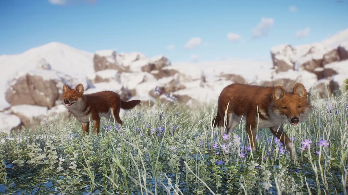 Planet Zoo — Новые виды - Тянь-Шаньский волк