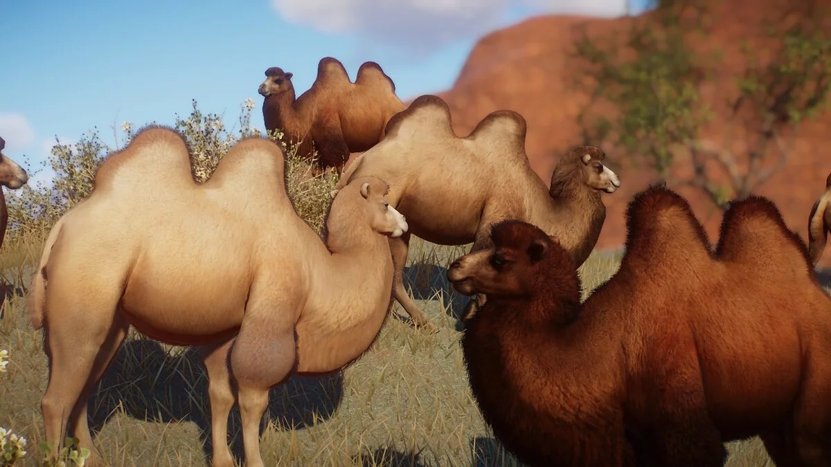 Planet Zoo — Ремастер двугорбого верблюда